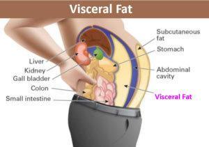 Visceral fat is between your organs